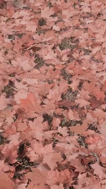 красавица осень 🍂 🍂 🍂