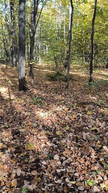 Белки осенью