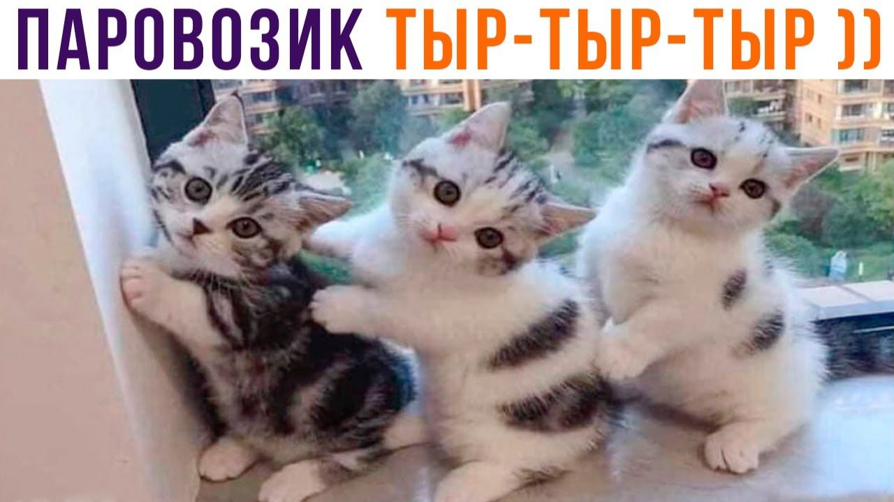 ПАРОВОЗИК ТЫР-ТЫР-ТЫР))) Приколы с котами