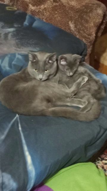 Кот Атос и кот Фантомас
