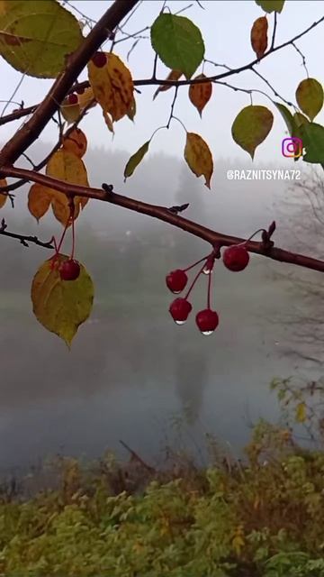 осень 🍁 2026