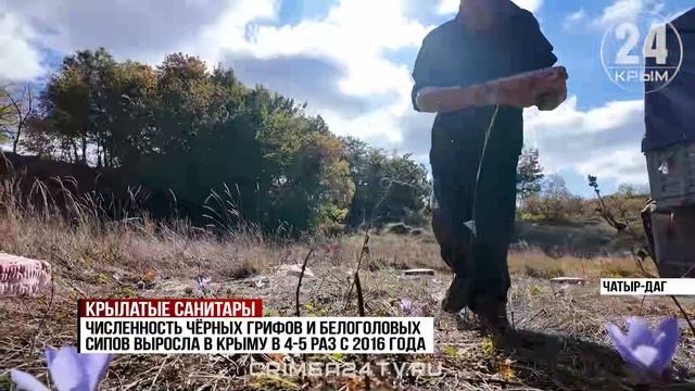 Самую масштабную подкормку краснокнижных птиц в этом году провели на Чатыр‑Даге