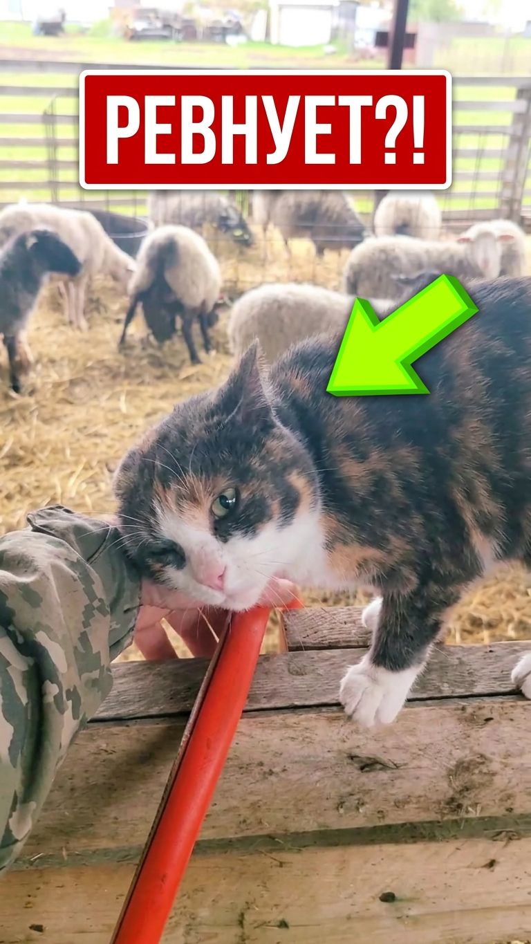 ОНА РЕВНУЕТ К ОВЕЧКАМ?! 😱