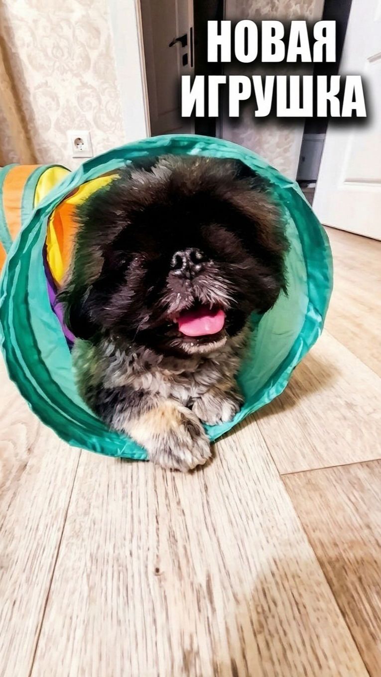 Пекинес Дендик