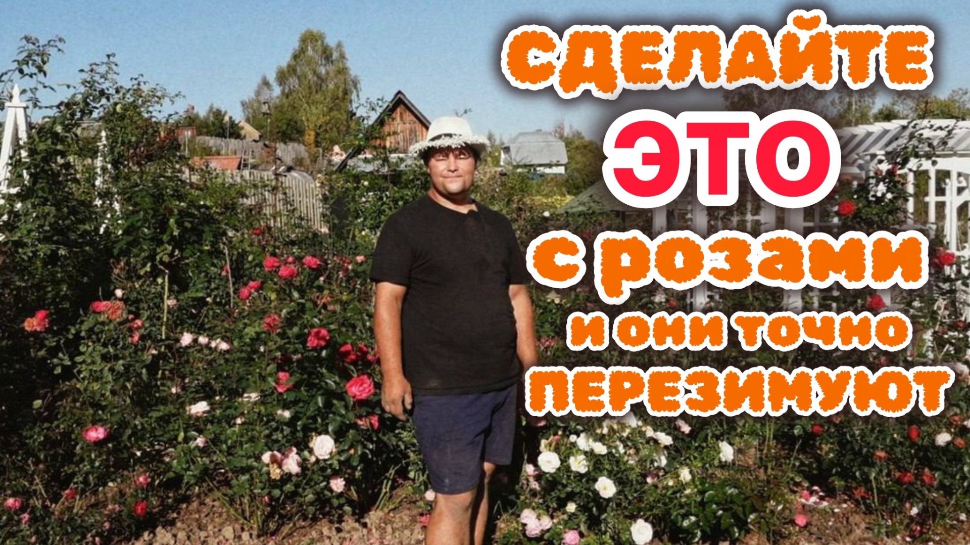 Нужно не просто укрыть розы, а произвести работу над ошибками.