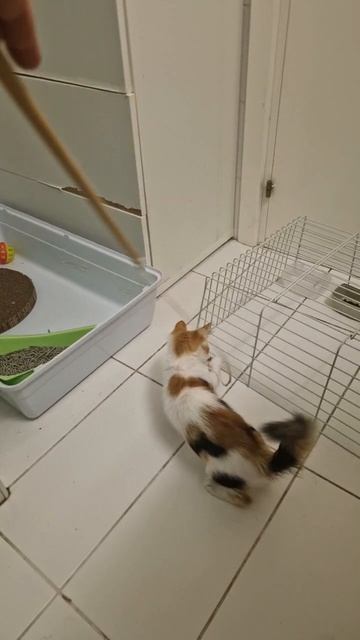 Наша кошка Финикиа, Our cat Finikia