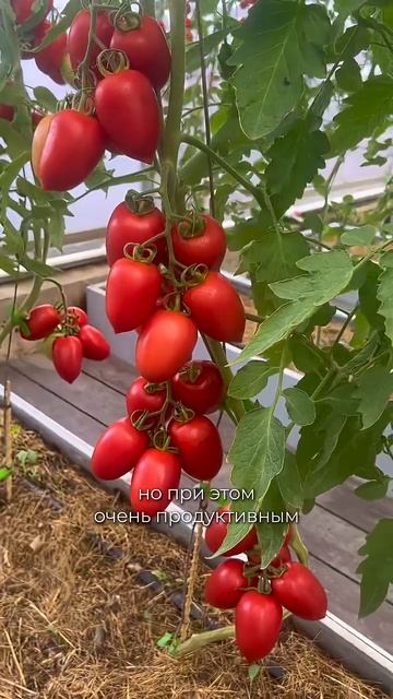 🍅 5 ГИБРИДОВ ТОМАТОВ ДЛЯ ТЕПЛИЦЫ — УРОЖАЙ ДО 25 КГ С 1 М² #SemenaPartnerShorts