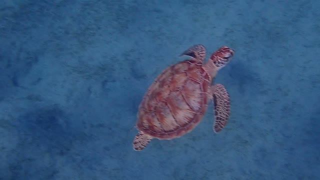 Beach safari nubian resort, Марса-эль-Алам сентябрь 2026