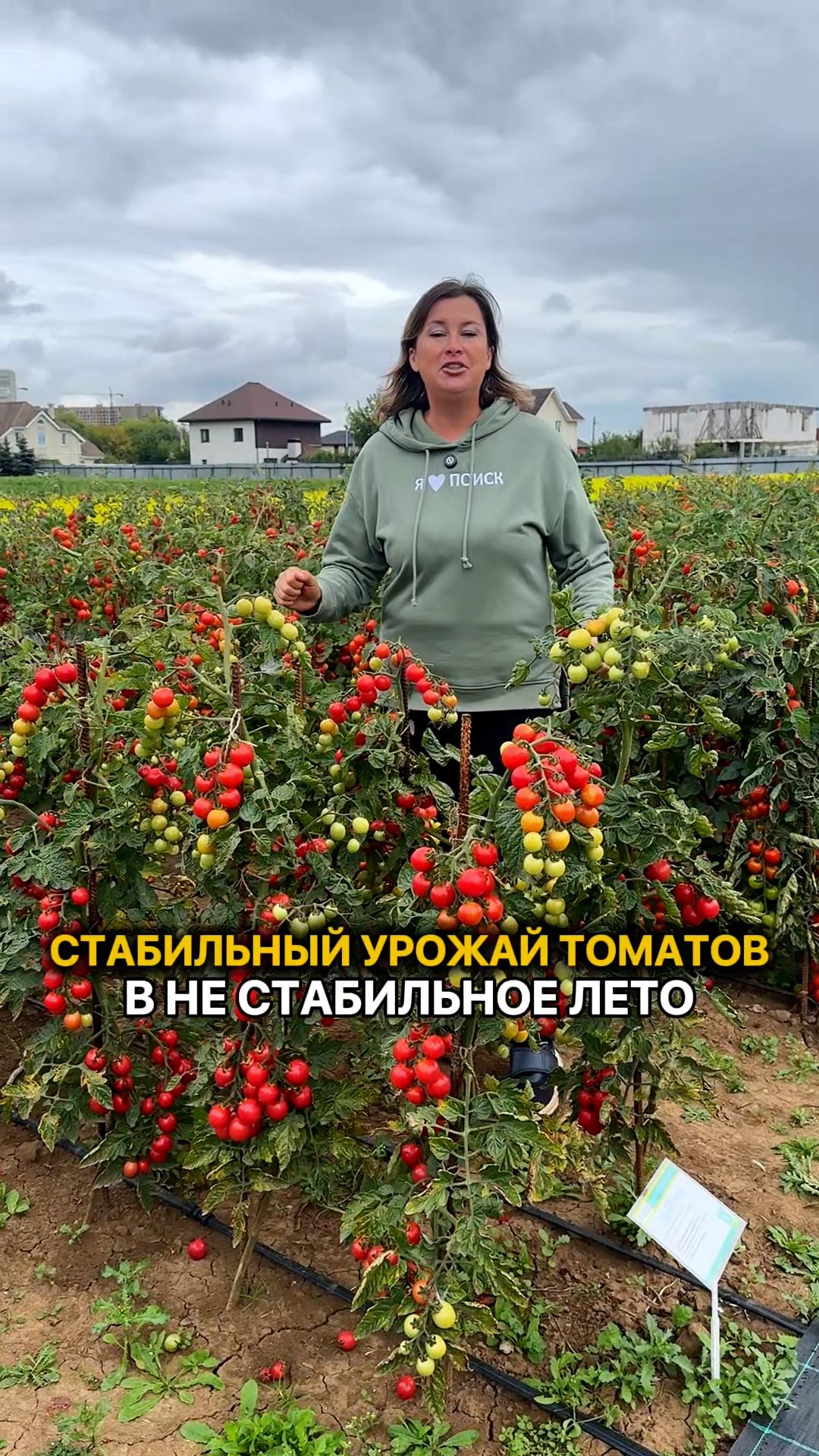 Эти 3 томата дадут урожай при любой погоде!