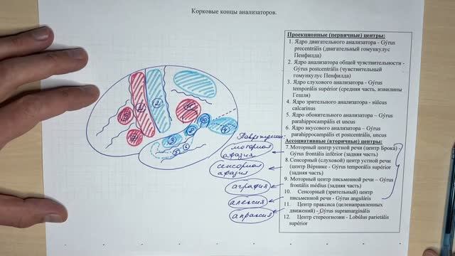 Корковые центры полушарий головного мозга