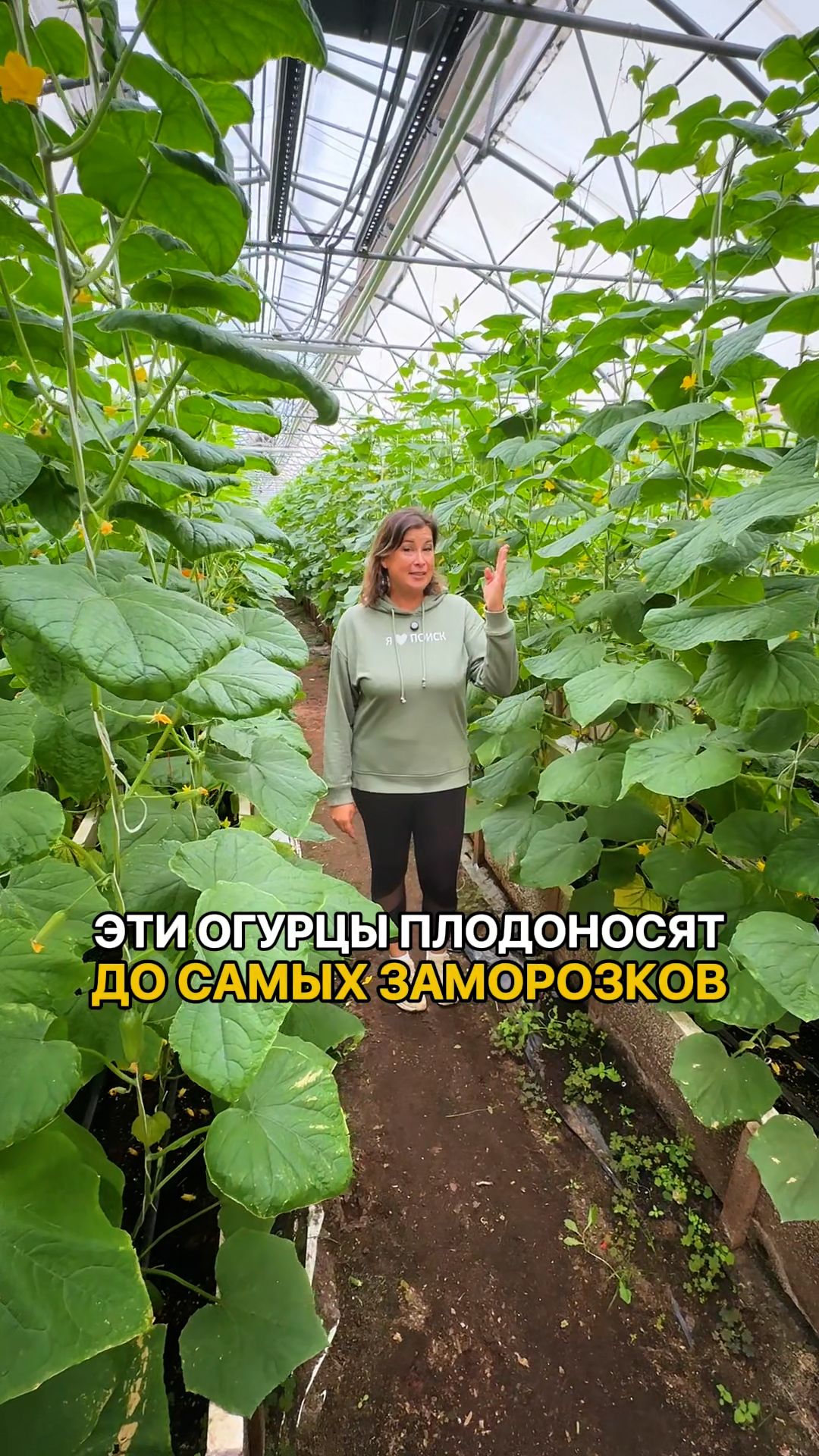 ТОП-3 огурцов, которые дают урожай ДО САМЫХ ЗАМОРОЗКОВ!