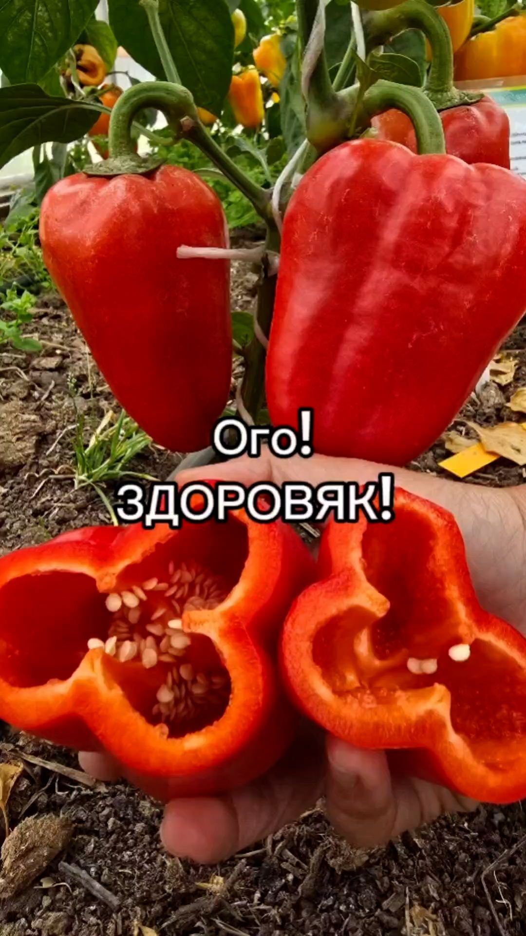 Почему вам точно понравится этот сорт сладкого перца?