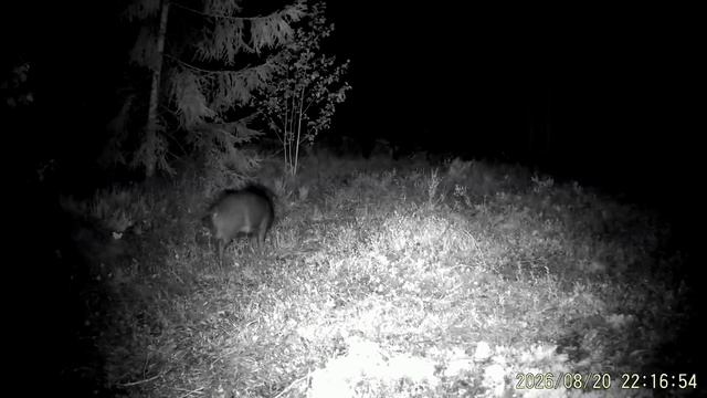 Видео с фотоловушек заповедника ″Кивач″
