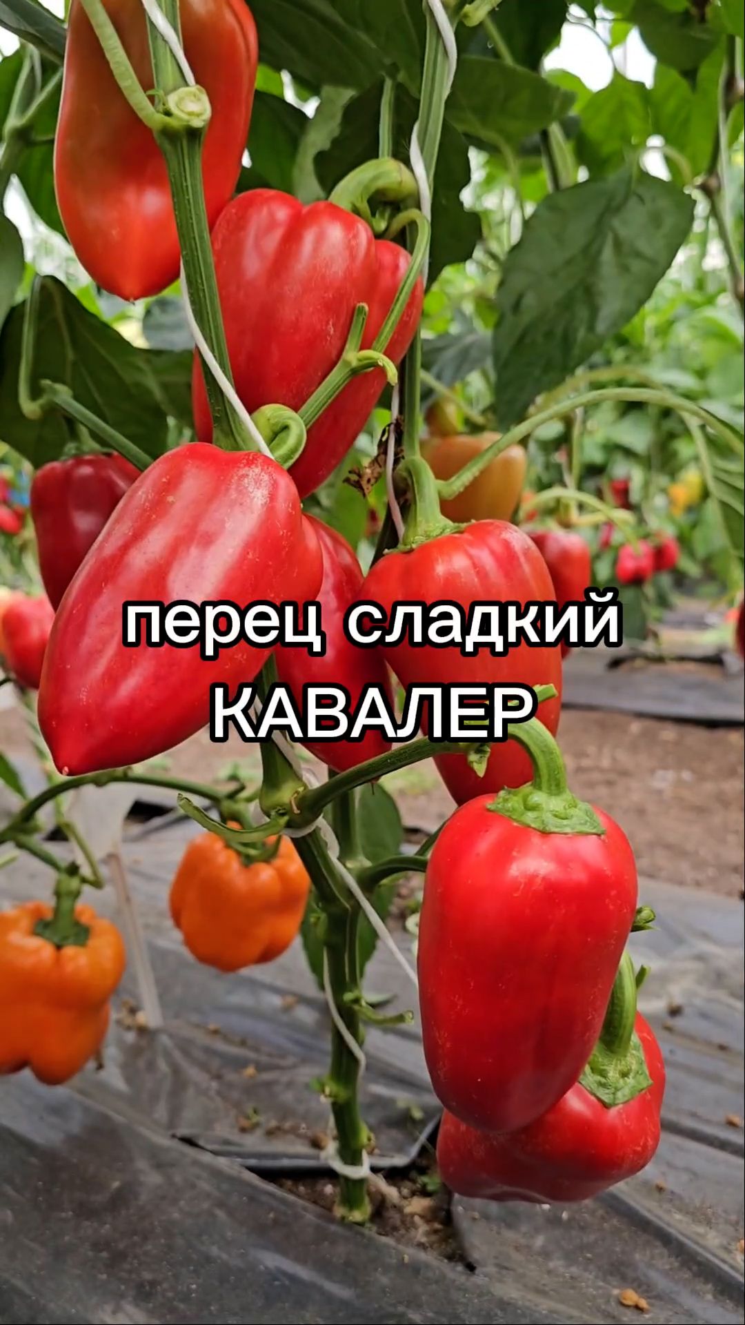 ГАРАНТИРОВАННЫЙ ранний урожай, если вы посадите этот перец!