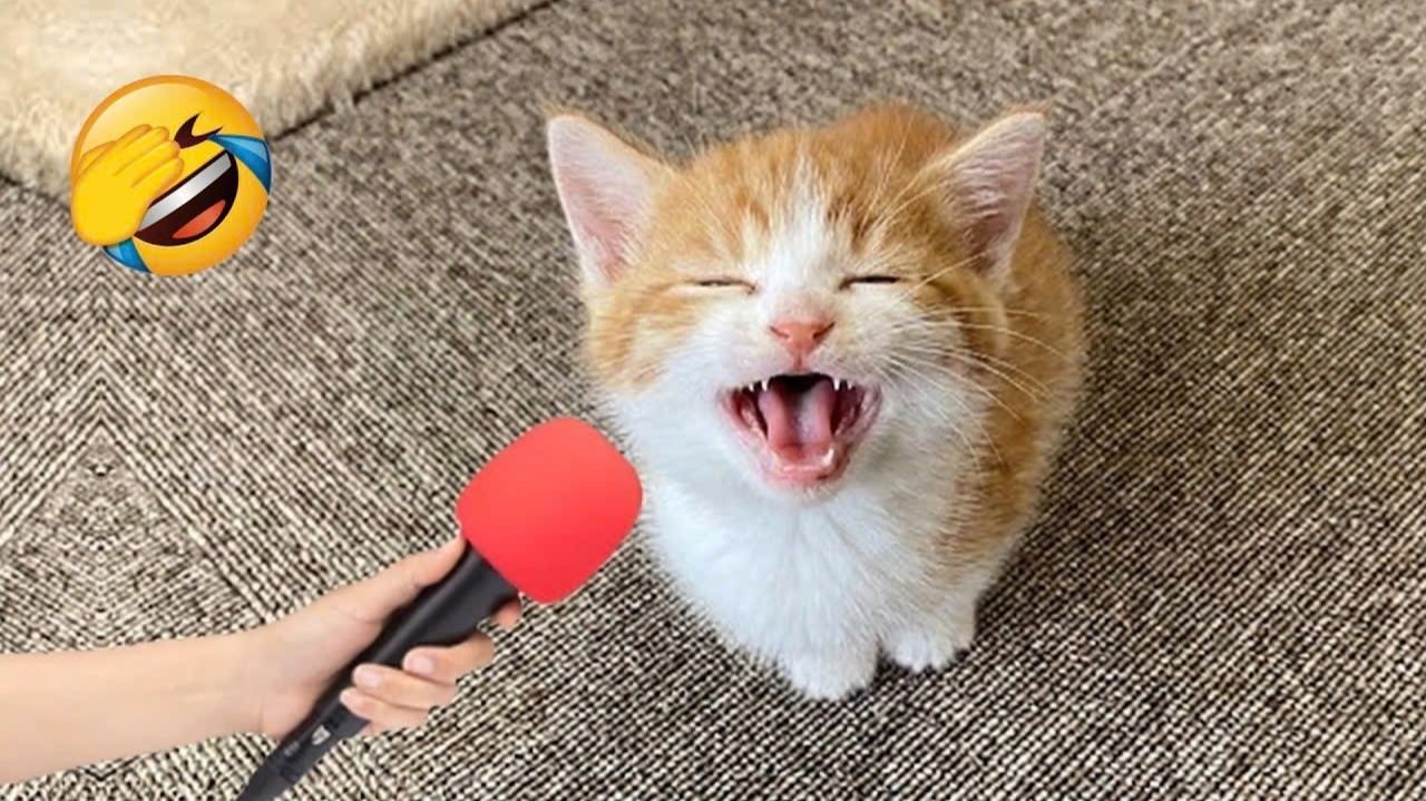 Приколы с животными 🤣СМЕШНОЕ ВИДЕО про животных😅Наши любимые смешные животные😸 Смешные видео