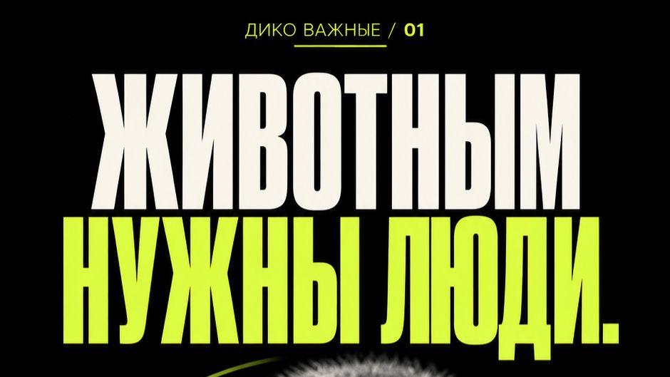 Дико Важные