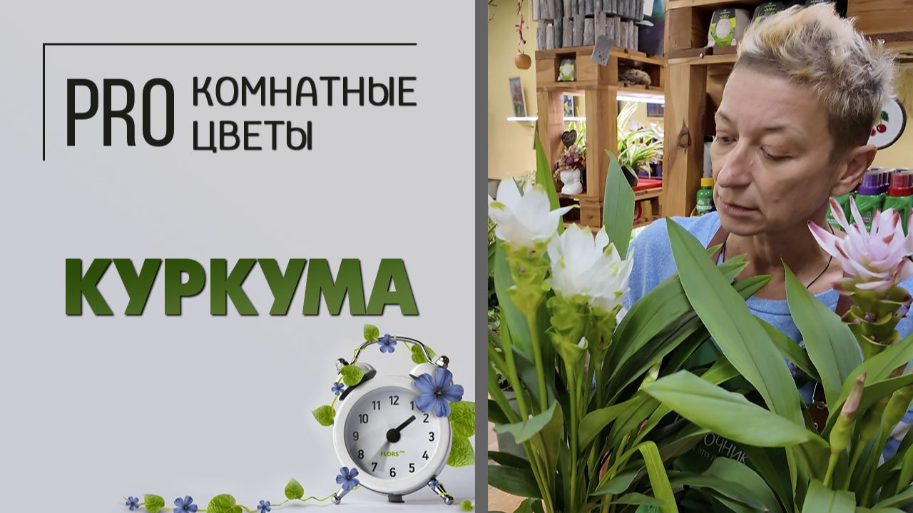 Куркума. Про растение. Как ухаживать за куркумой в домашних условиях: полив, пересадка, покой.