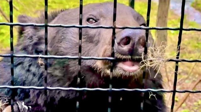 Мы приехали проведать медведей, посмотрите как ведет себя Балу-ОН МЕНЯ ВСПОМНИЛ❤️