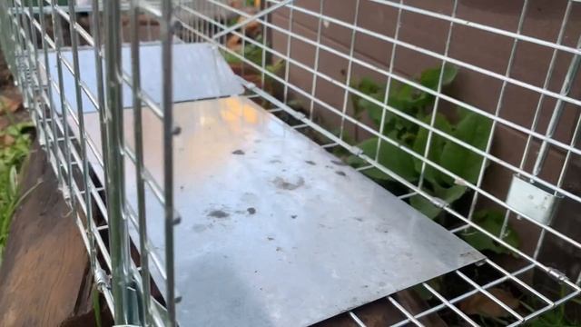 Котики