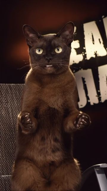 Кот Степан