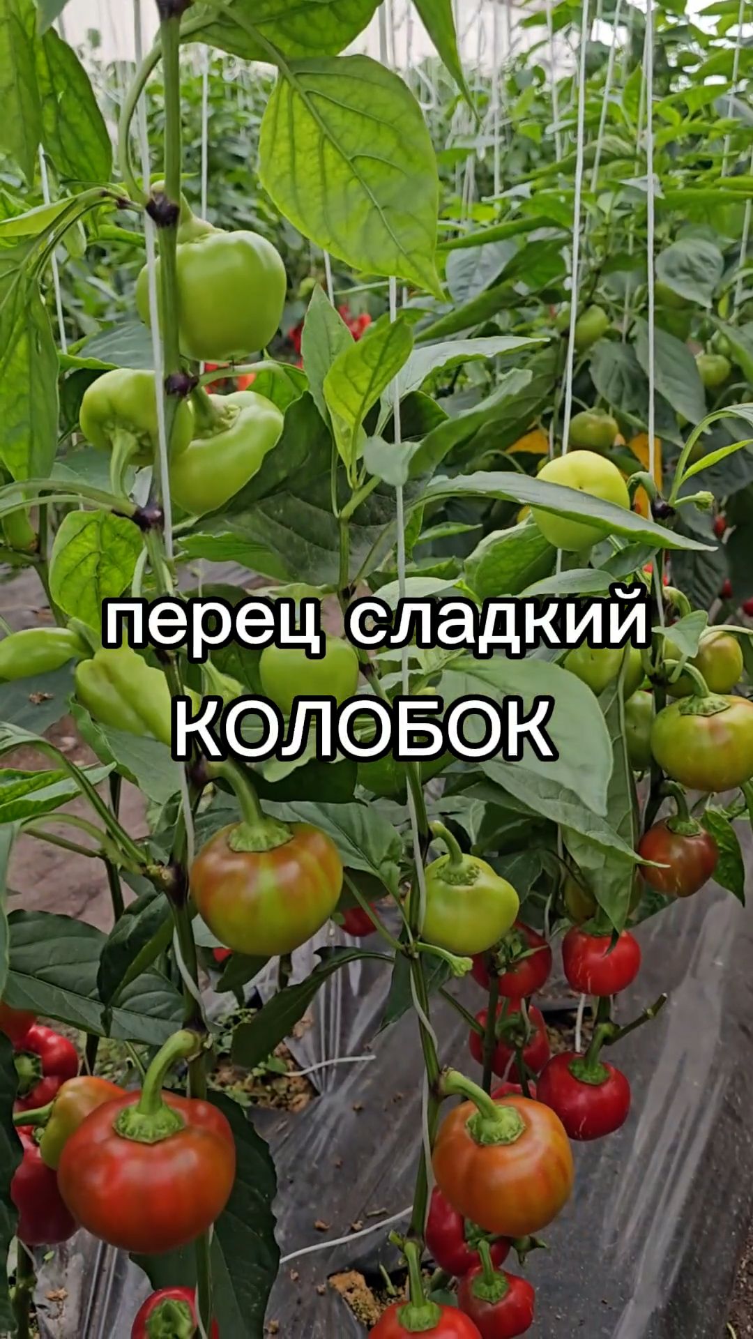 Перец НЕОБЫЧНОЙ ФОРМЫ для консервирования!