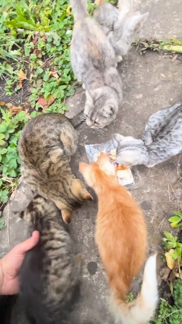 Все мои 6 котов !! Строи дачу !!
