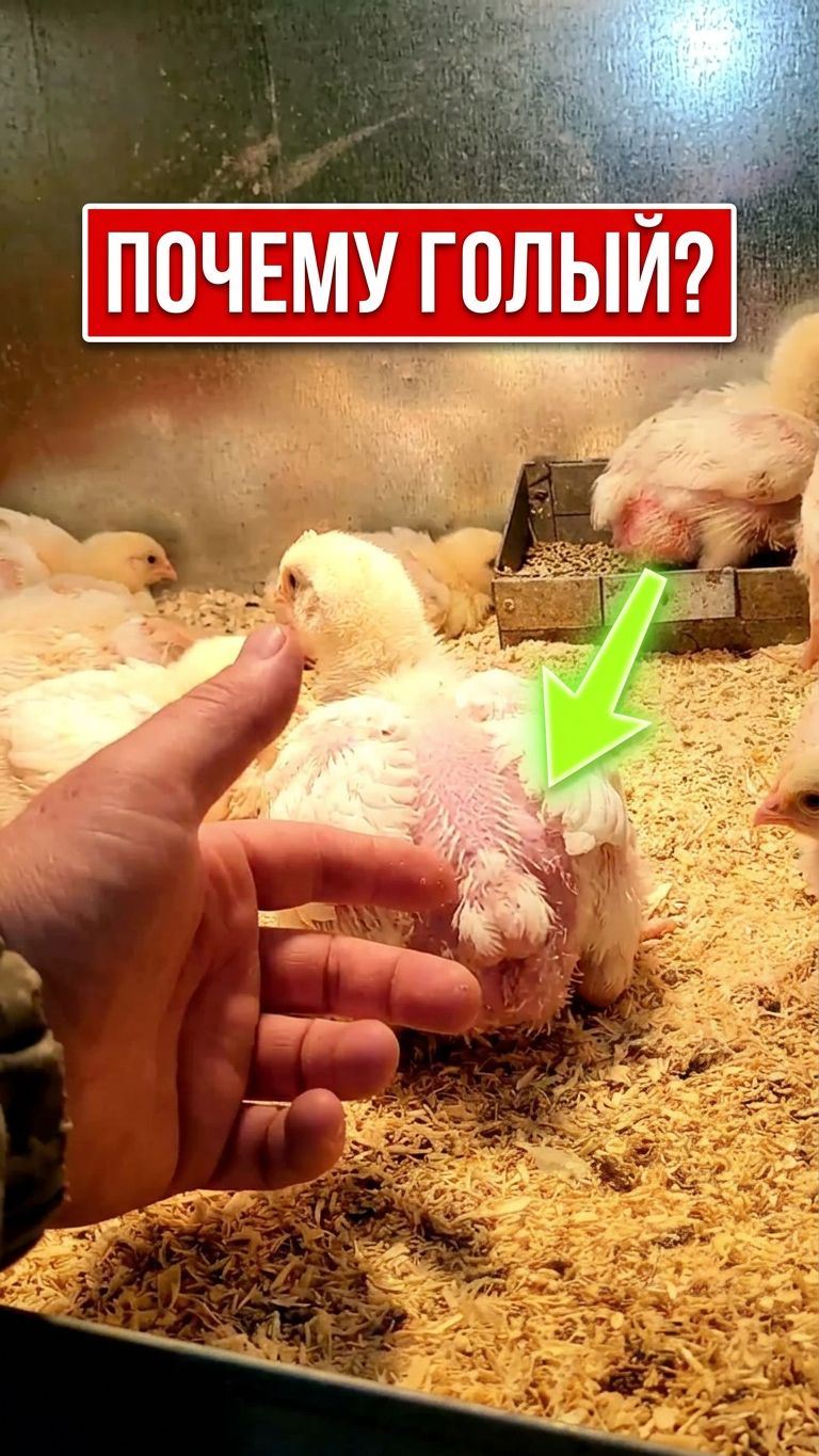 ПЛЕШИВЫЙ БРОЙЛЕР — ЭТО НОРМА или БЕДА?! 😳🐔