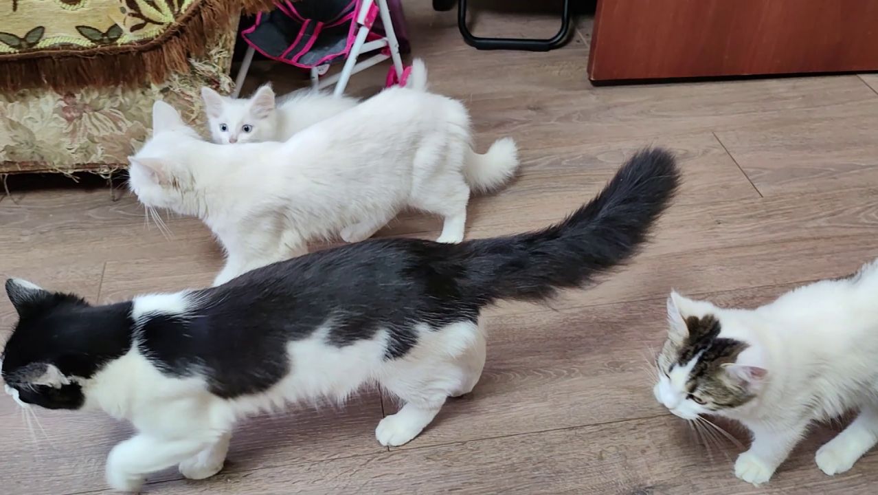 Котята играют