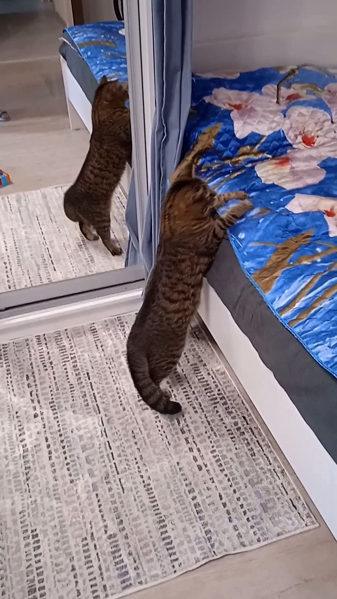 коты