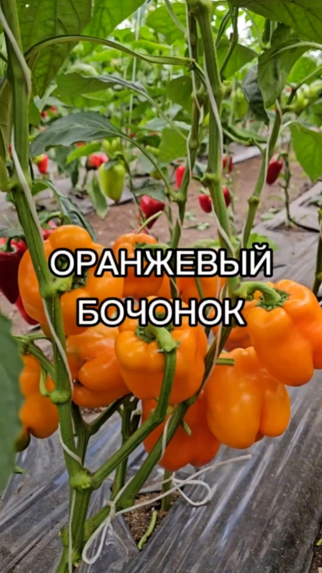 Этот сорт перца подойдет для теплиц и для открытого грунта!