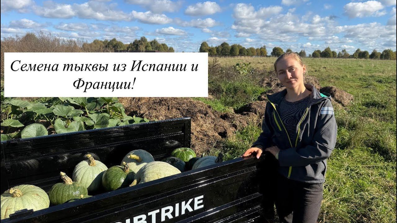 Вырастили большого айрширского быка! Завершающие рулончики сенажа 2026! Собираем тыкву и варим мыло!