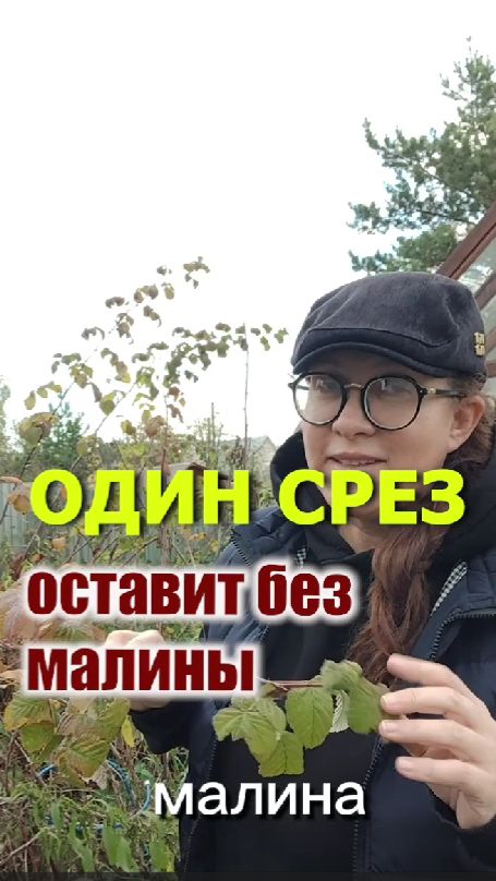 Важные работы с малиной оченью
