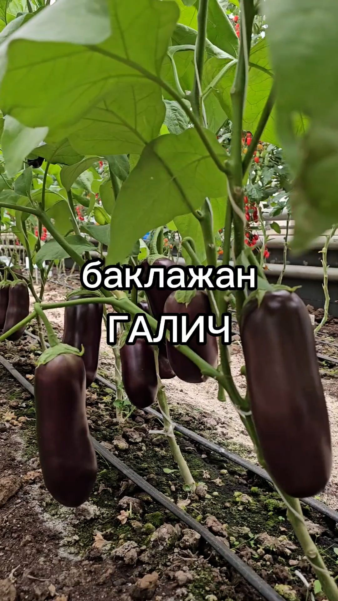 Почему садоводы выбирают этот сорт баклажана?