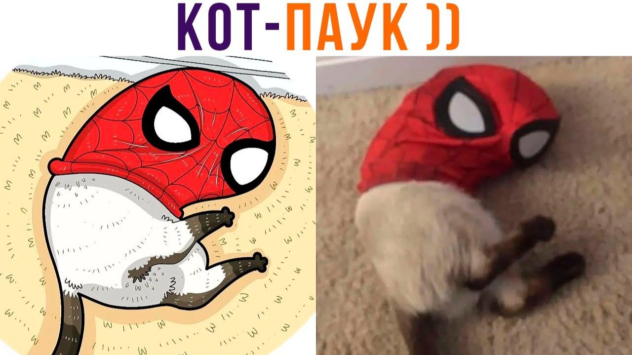 КОТ-ПАУК))) Приколы с котами