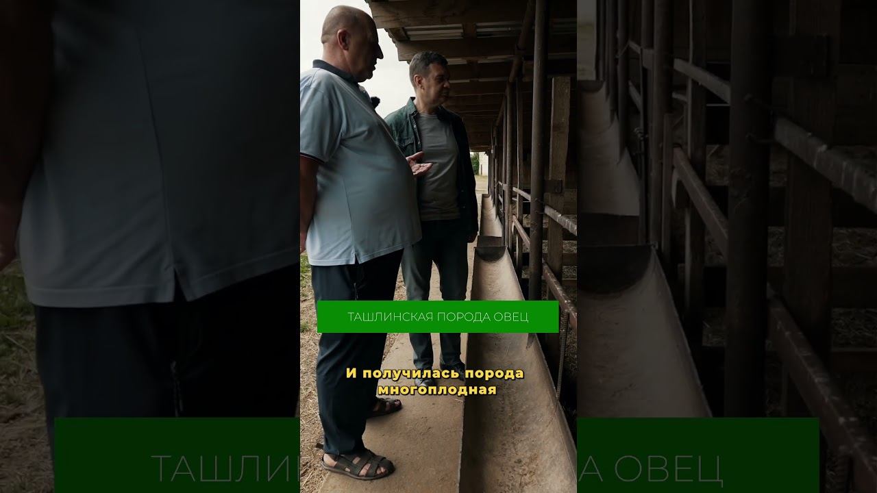Подробнее о ташлинской породе овец рассказали в полном выпуске на канале! #овцы #овцеводство