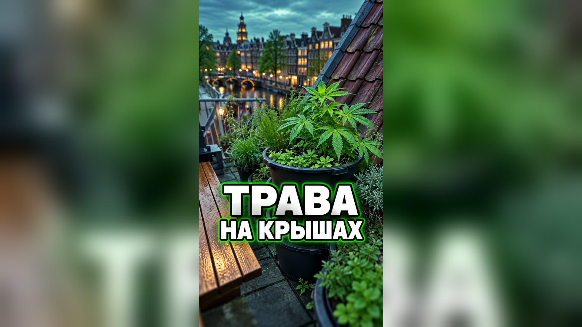 Трава на крышах Амстердама 🇳🇱