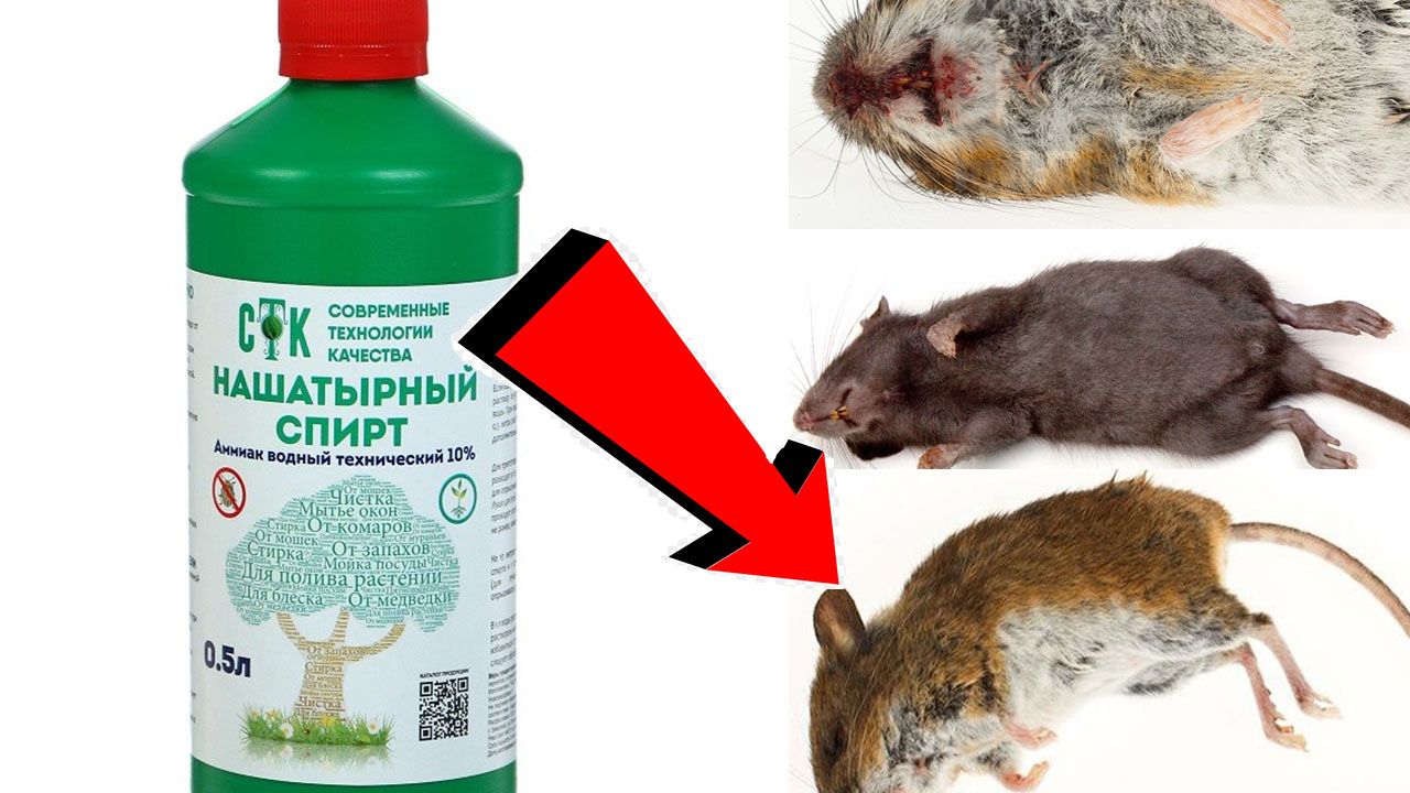 Как быстро избавиться от мышей и крыс За 03 Секунды!!!