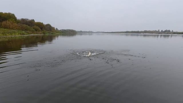 НАЛОВИЛИ КУЧУ ЩУК С СЫНОМ! ЩУКА С ПЕРВОГО ЗАБРОСА 🎣🐟 и ПОЛЕЗНЫЙ ЛАЙФХАК ДЛЯ ОТЦЕПА ЩУКИ
