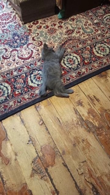 Кот Фантомас