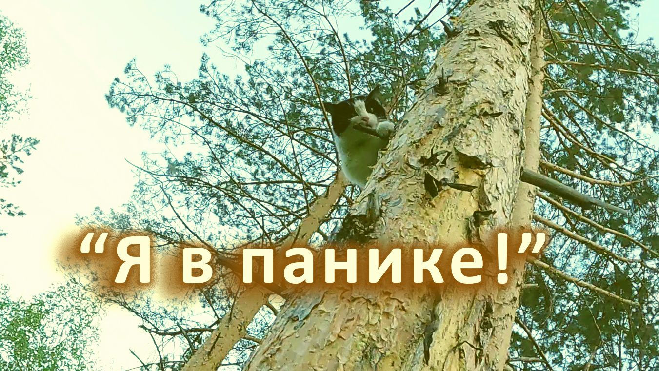 Спасение котиков с деревьев (все видео канала)