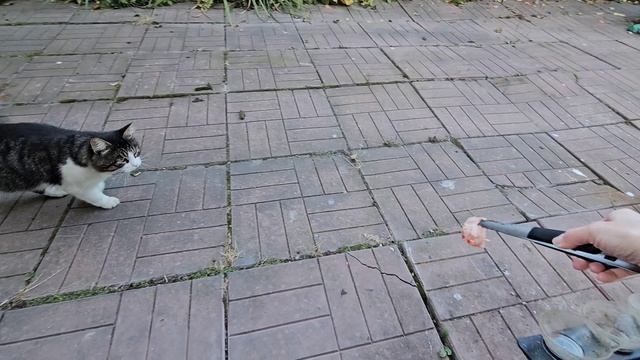 🐈Енот контролирует территорию, Ёж беспредельщик🦔, Пират не ожидал 🐈⬛️