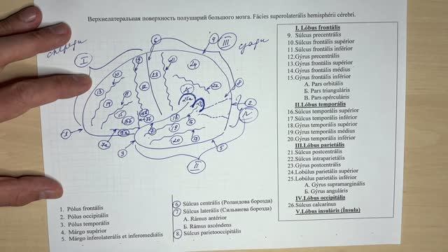 Верхнелатеральная поверхность полушарий головного мозга