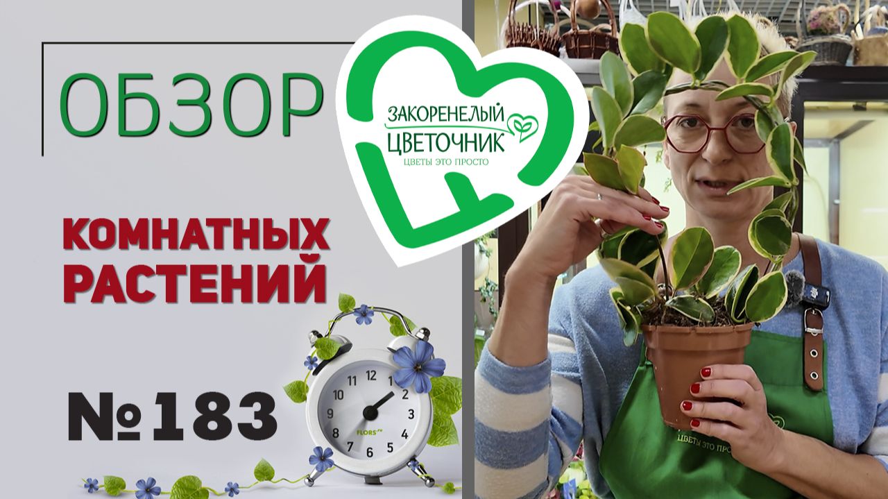 Распаковка: драгоценные орхидеи, редкие растения: эуфорбии, спатифиллумы, биофитумы, фикусы.  №183.