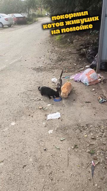 ПОКОРМИЛ ПОМОЙНЫХ КОТОВ