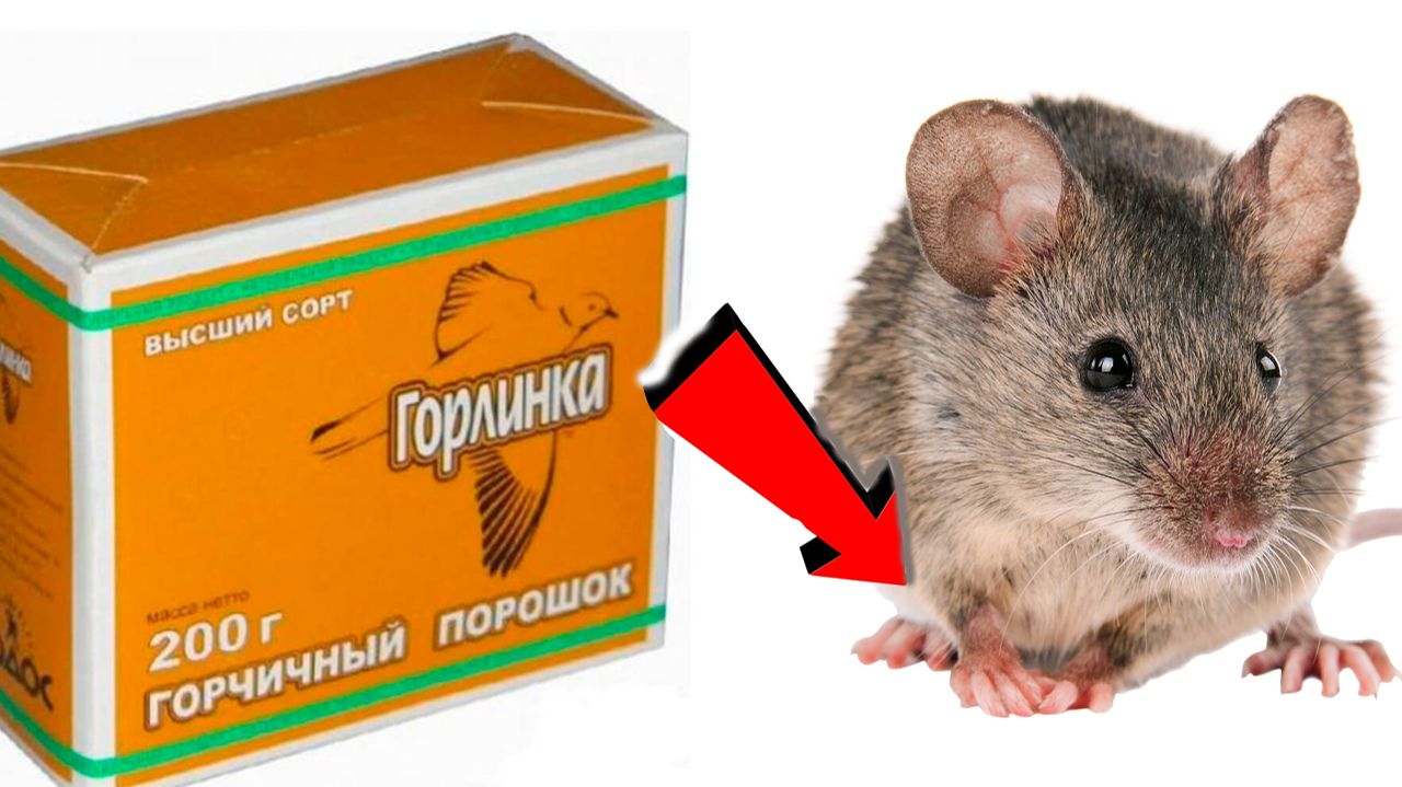 Как быстро избавиться от мышей и крыс За 0003 Секунды!!