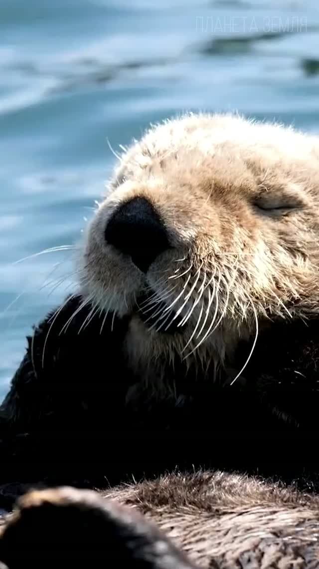Калан: Морская Выдра 😉 #природа #интересное #животные