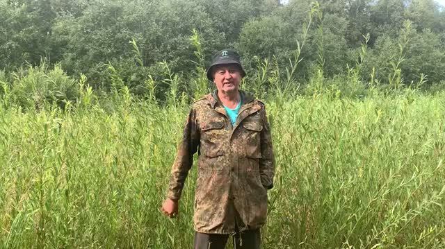 Плантация ивы ПАВИВА
