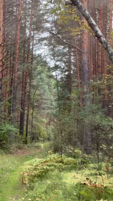 Осень, Таёжная романтика