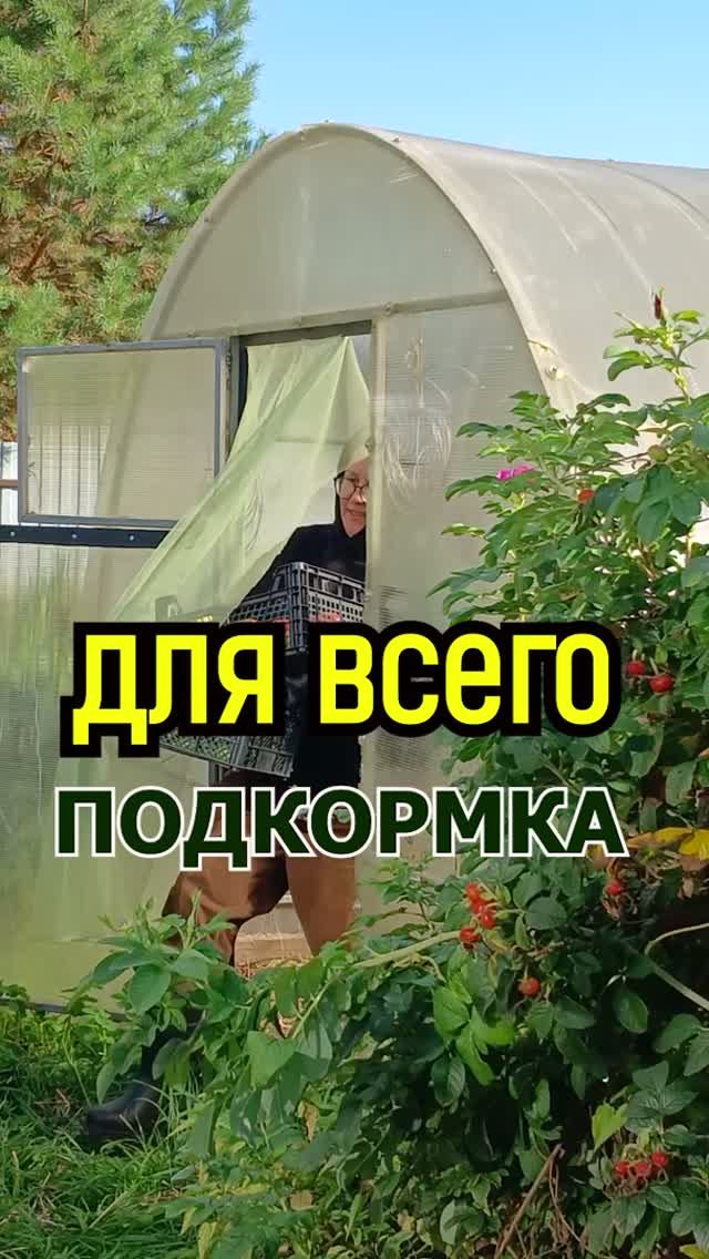 Моя универсальная подкормка на весь сезон