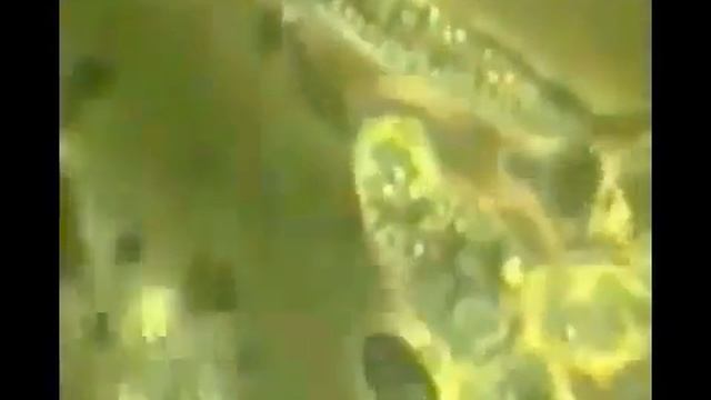 Концепция здоровья